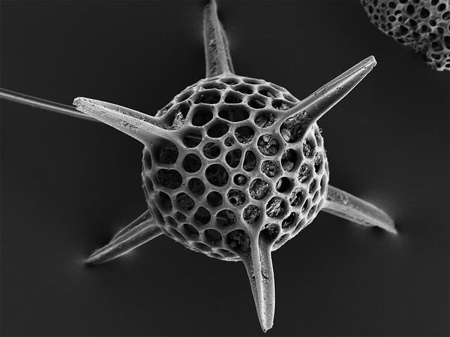 life science microscopia 1