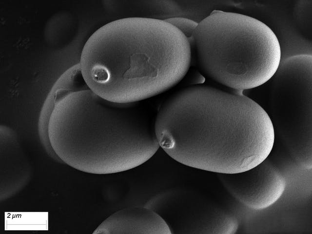 life science microscopio 2